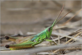 <p>SARANČE ZLATAVÁ - sameček (Chrysochraon dispar) ---- /Große Goldschrecke/</p>